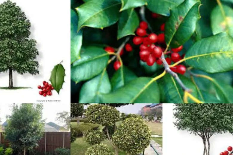 Types Of Holly Trees In Texas