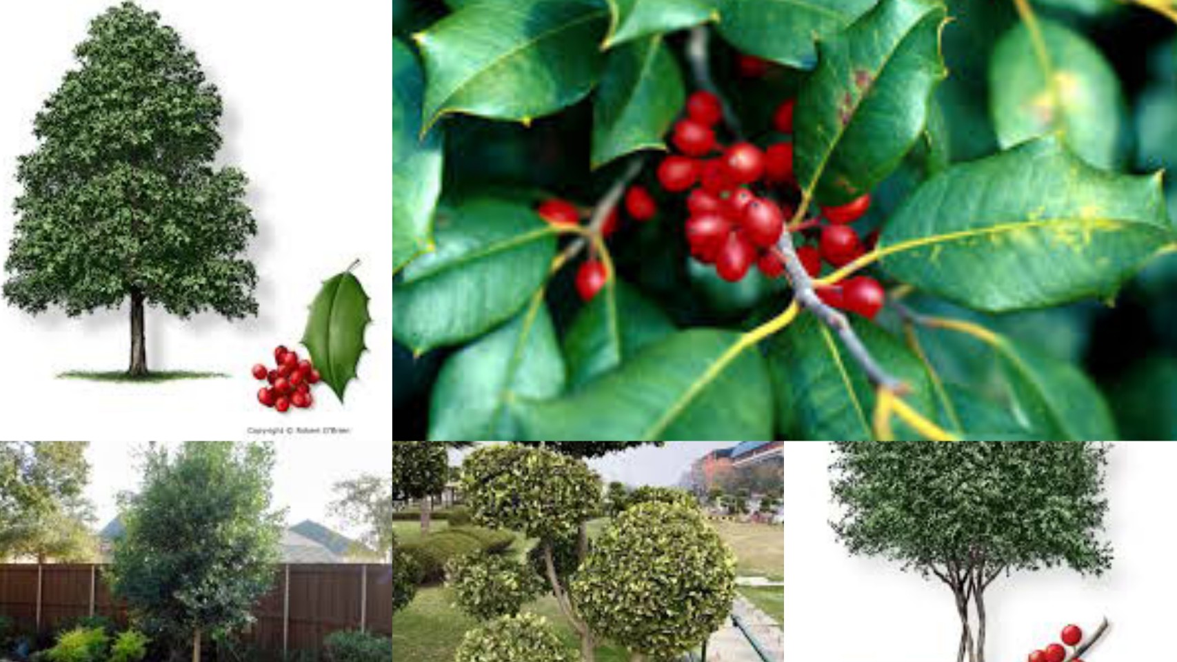 5 Types Of Holly Trees In Texas - Texas Today