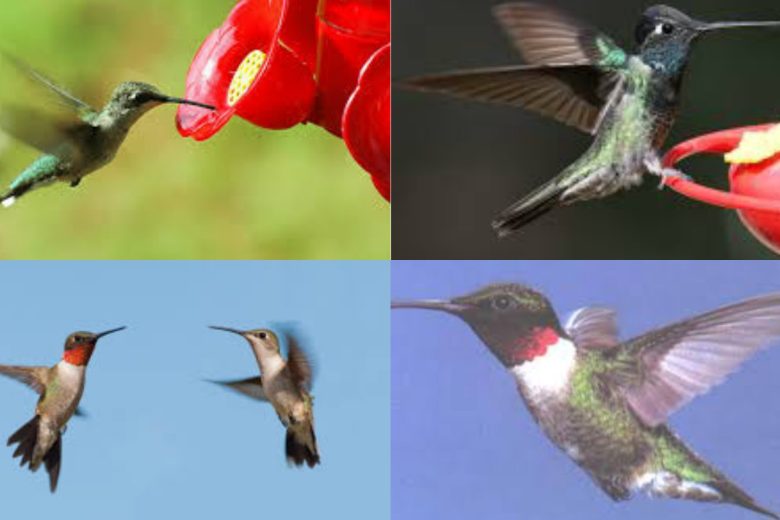 Types Of Hummingbirds In Texas