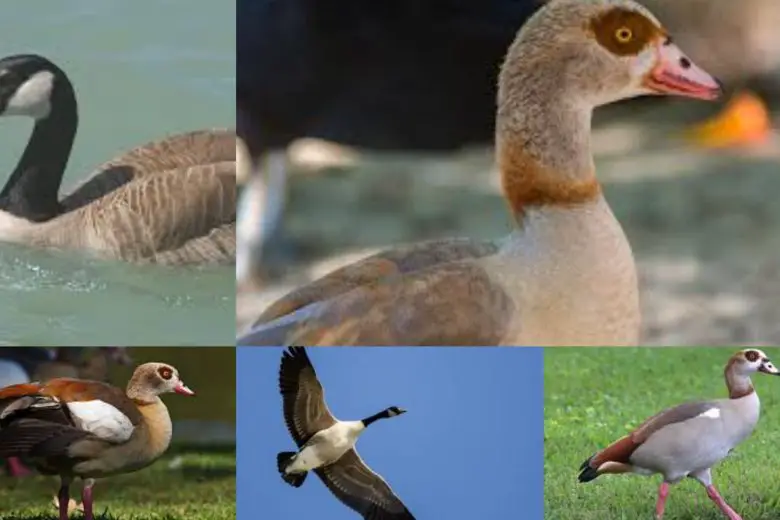 Types Of Geese In Texas