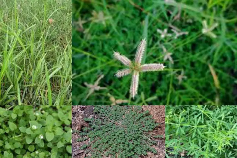 Types Of Grass Weeds In Texas