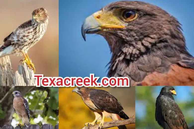 Types Of Hawks In Texas