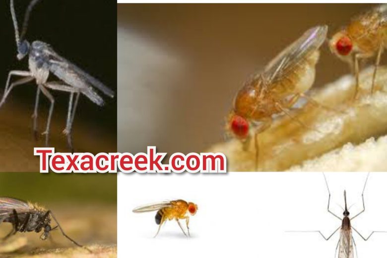 Types Of Gnats In Texas