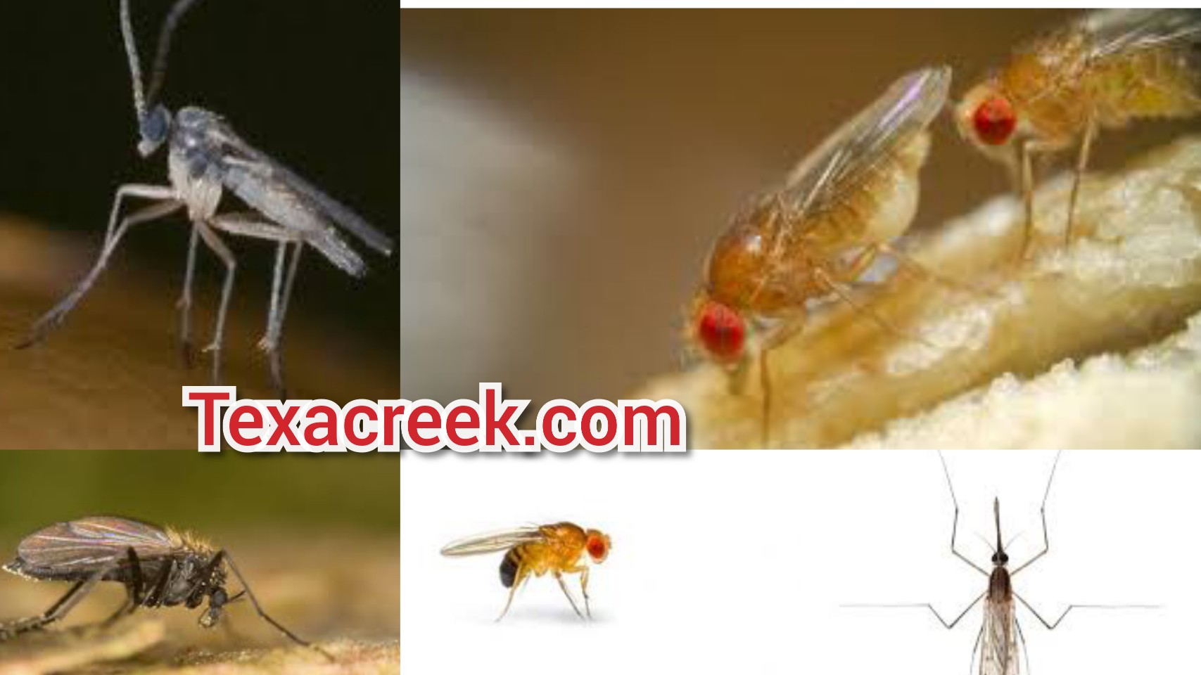 12-types-of-gnats-in-texas-texas-today