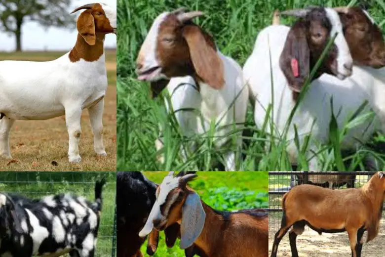 Types Of Goats In Texas