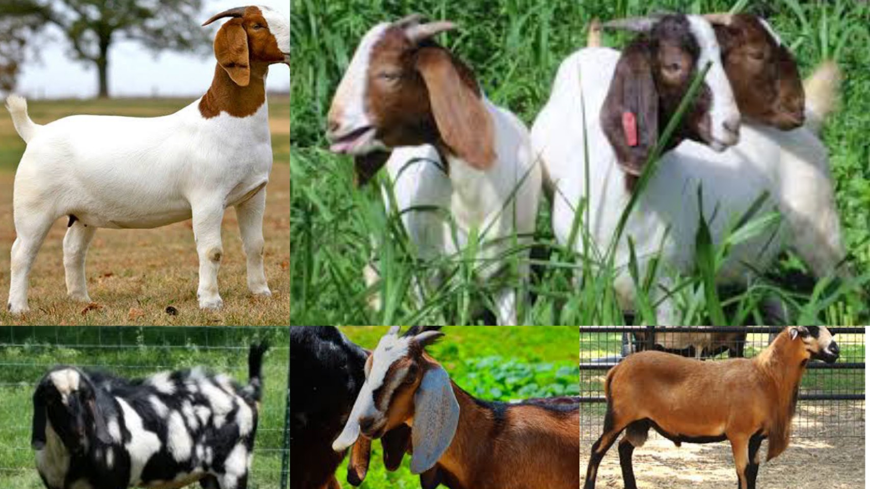 Types Of Goats In Texas