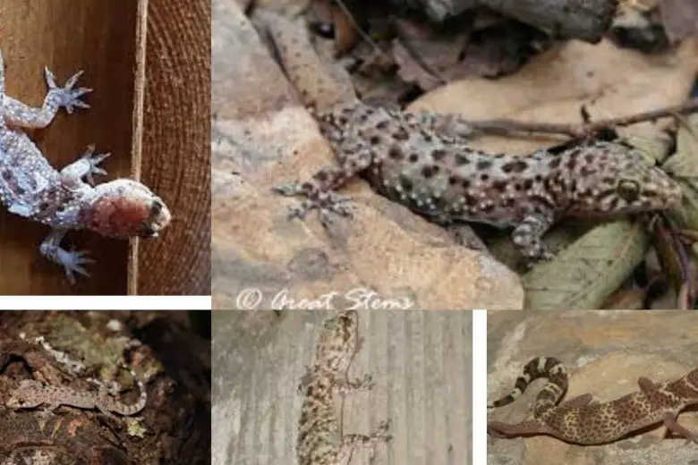 Types Of Geckos In Texas