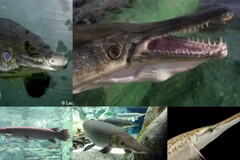 Types Of Gar In Texas