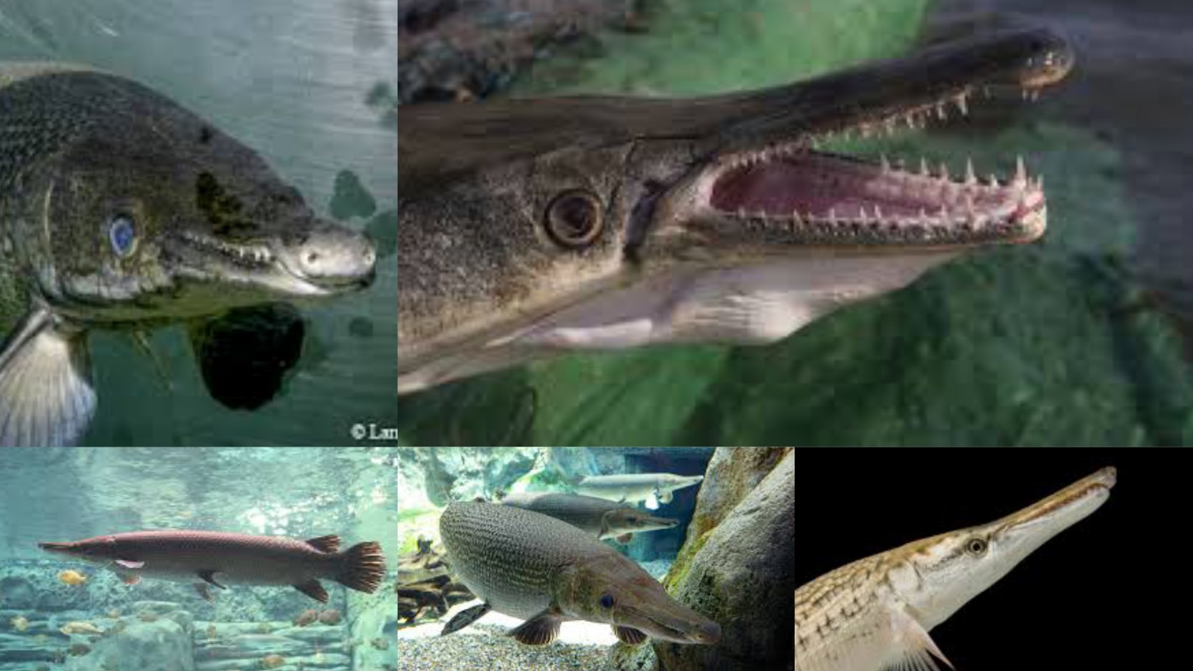 4 Types Of Gar In Texas - Texas Today