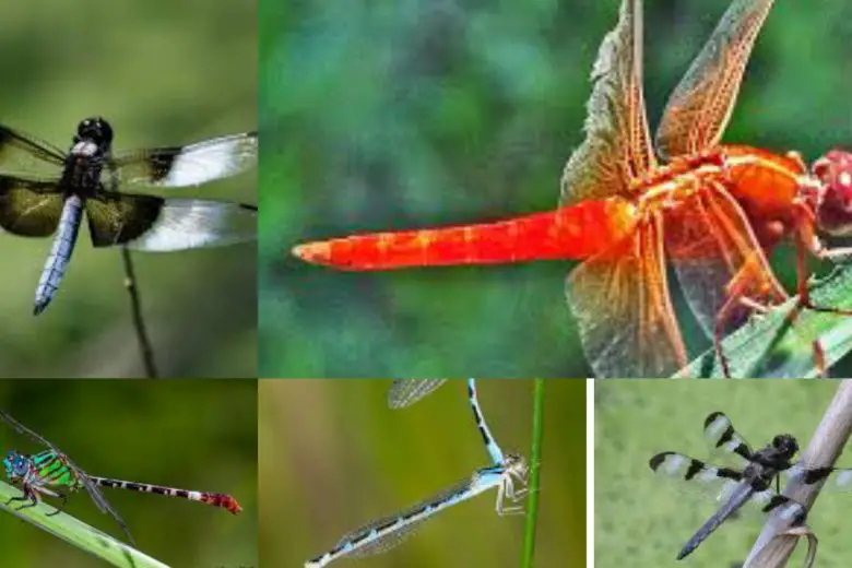 Types Of Dragonflies In Texas