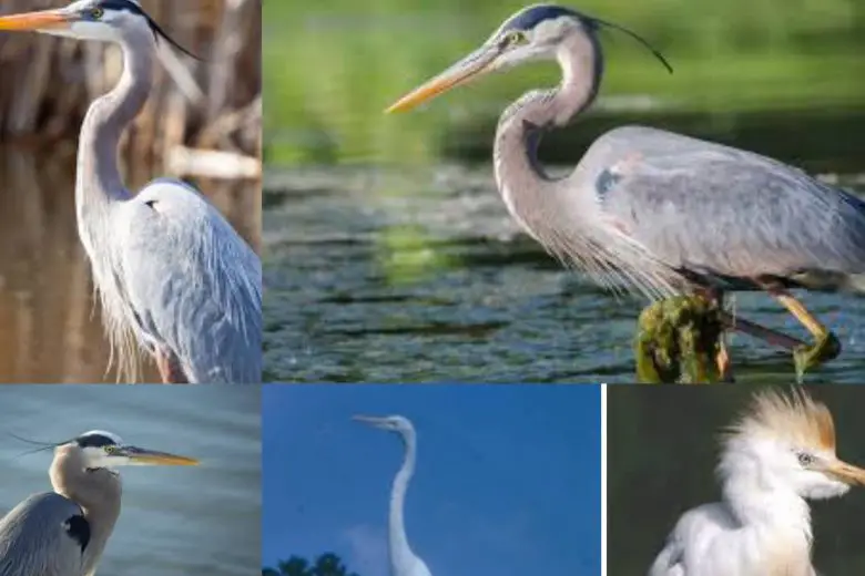 Types Of Egrets In Texas