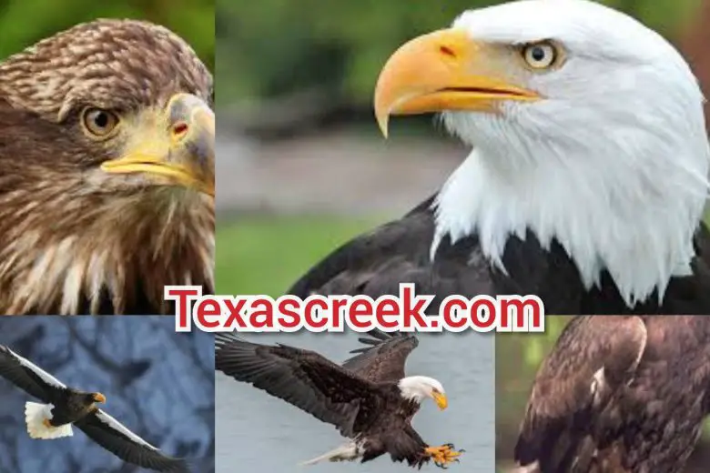 Types Of Eagles In Texas