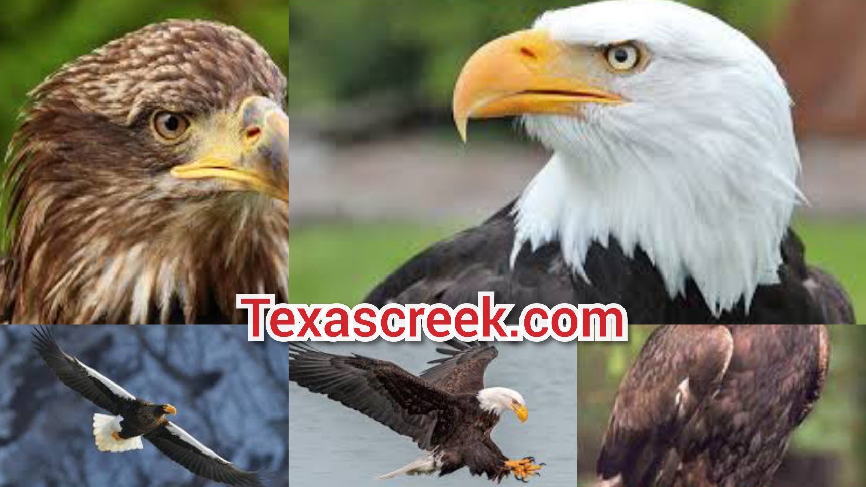 5 Types Of Eagles In Texas - Texas Today