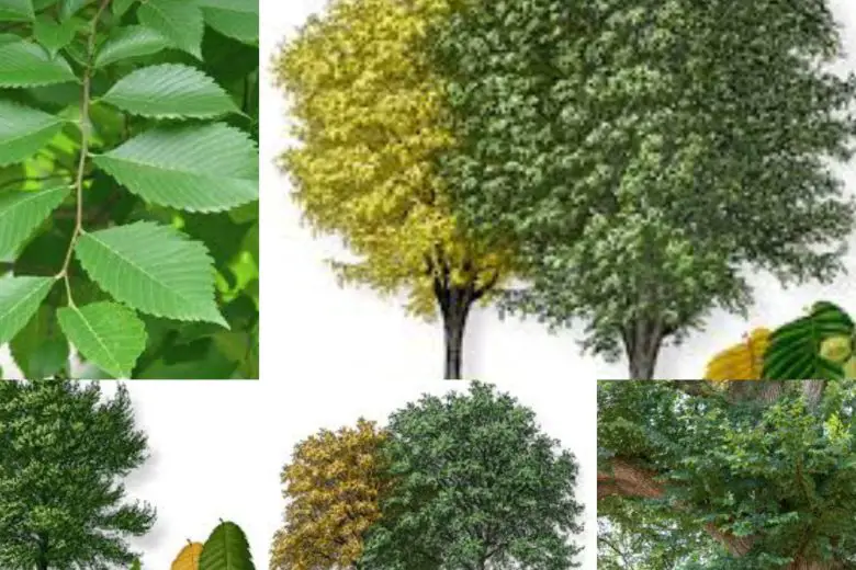 Types Of Elm Trees In Texas