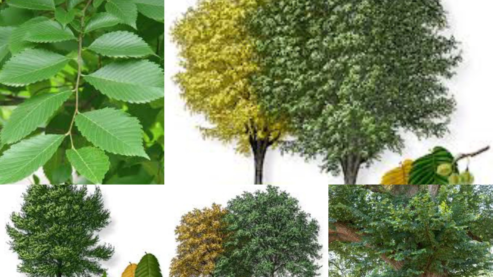 5 Types Of Elm Trees In Texas Texas Today