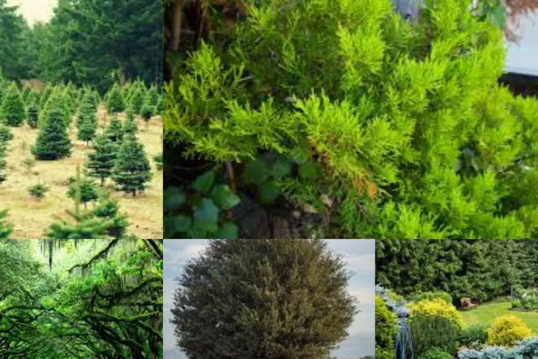 Types Of Evergreen Trees In Texas