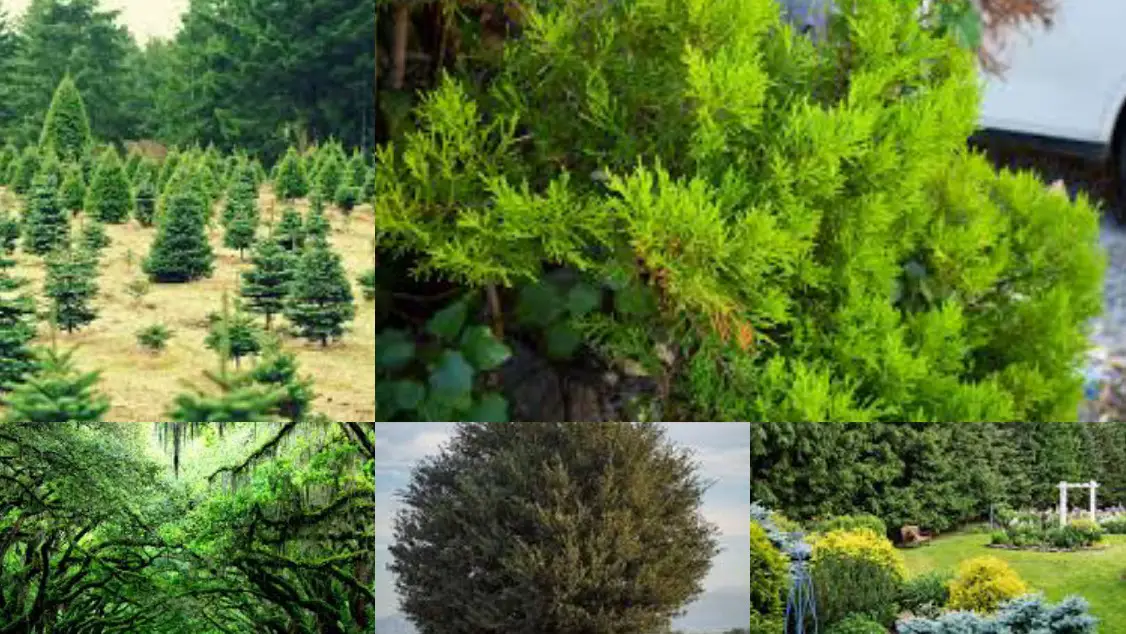 5 Types Of Evergreen Trees In Texas Texas Today