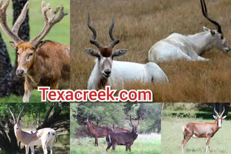 Types Of Exotic Deer In Texas