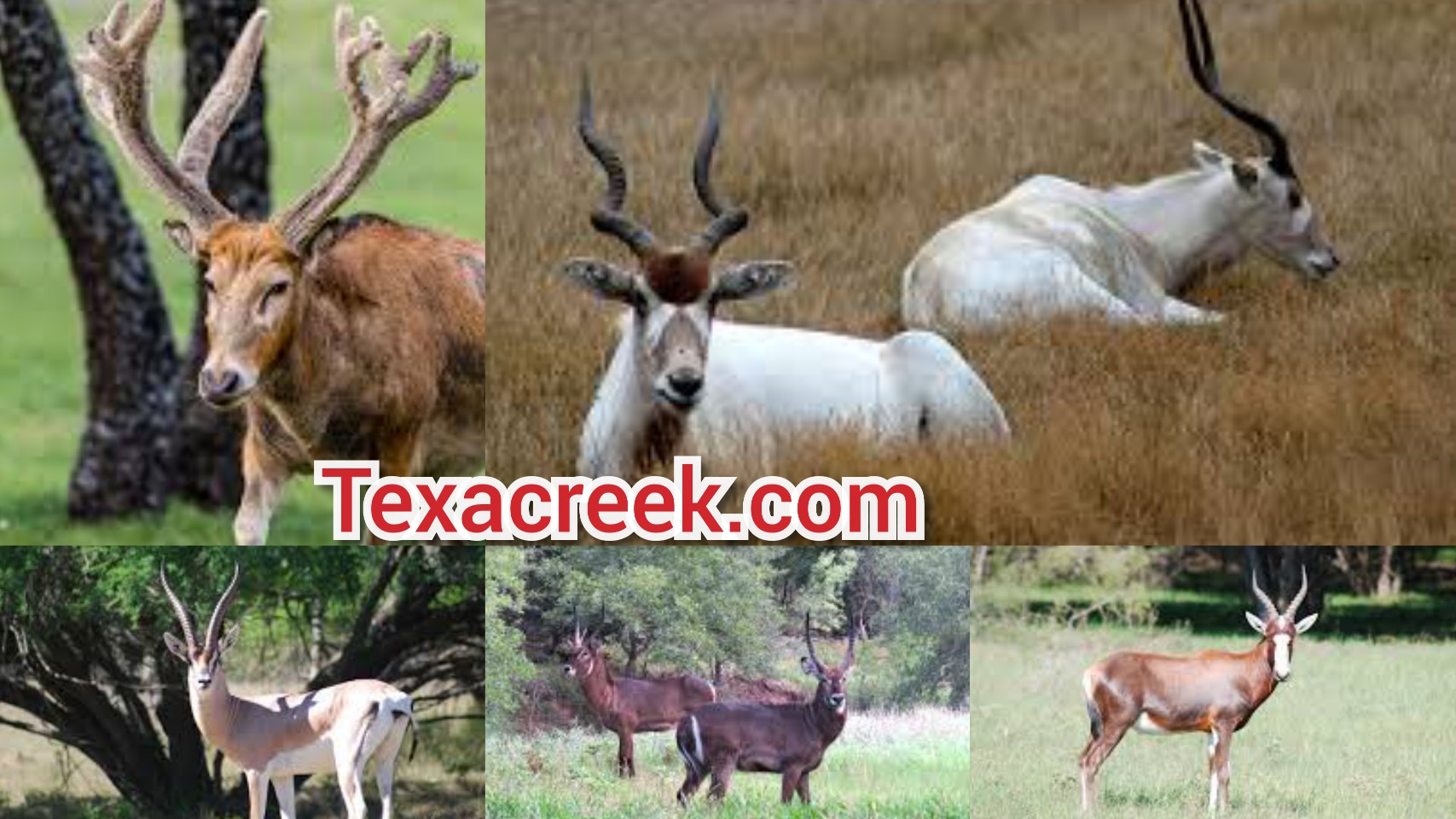 6 Types Of Exotic Deer In Texas - Texas Today