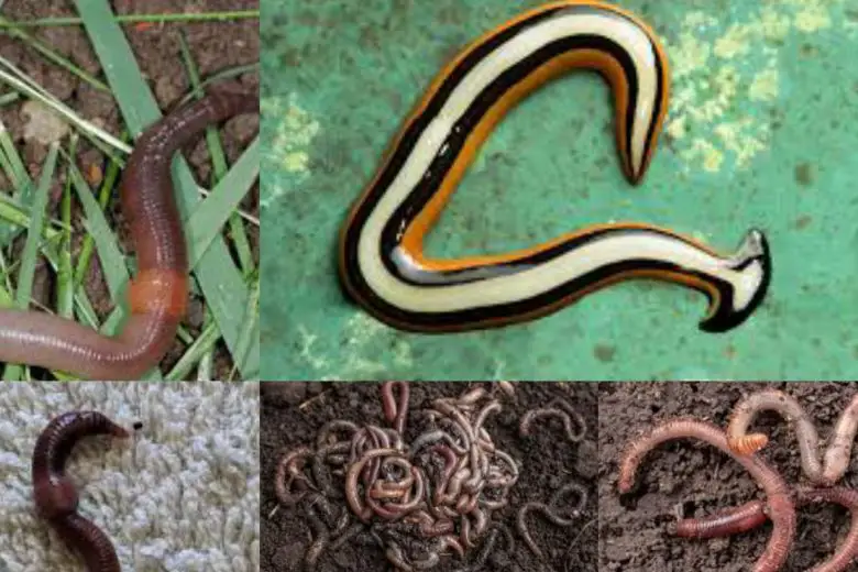 Types Of Earthworms In Texas