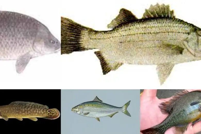 Types Of Fish In Texas