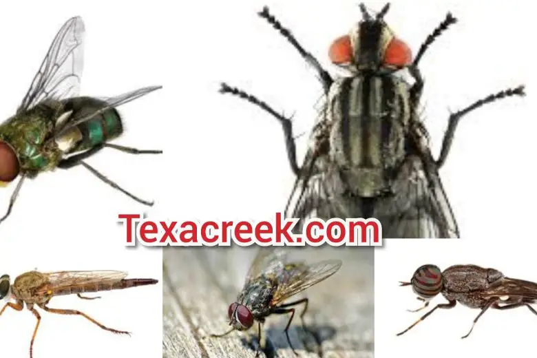 Types Of Flies In Texas