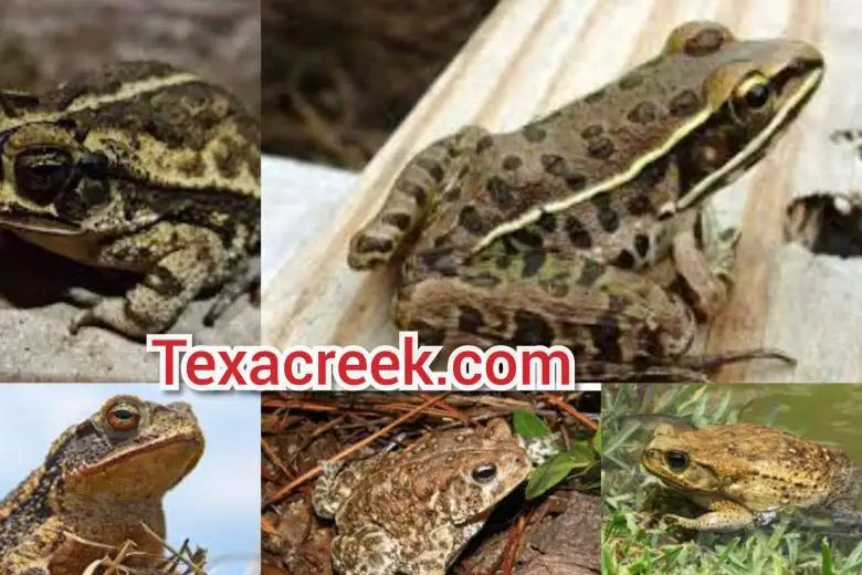 Types Of Frogs In Texas