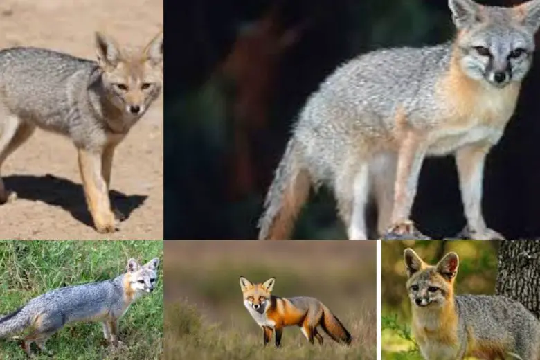 Types Of Foxes In Texas