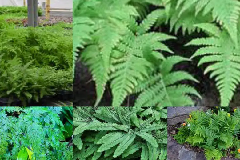 Types Of Ferns In Texas