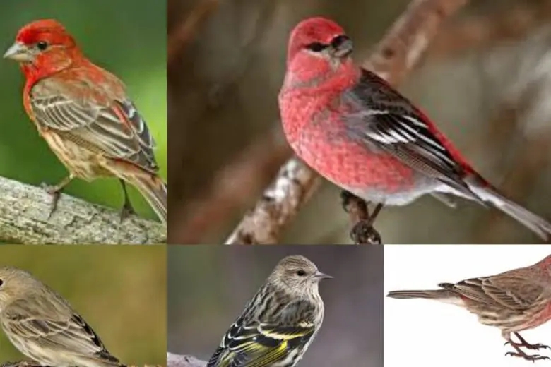 Types Of Finches In Texas