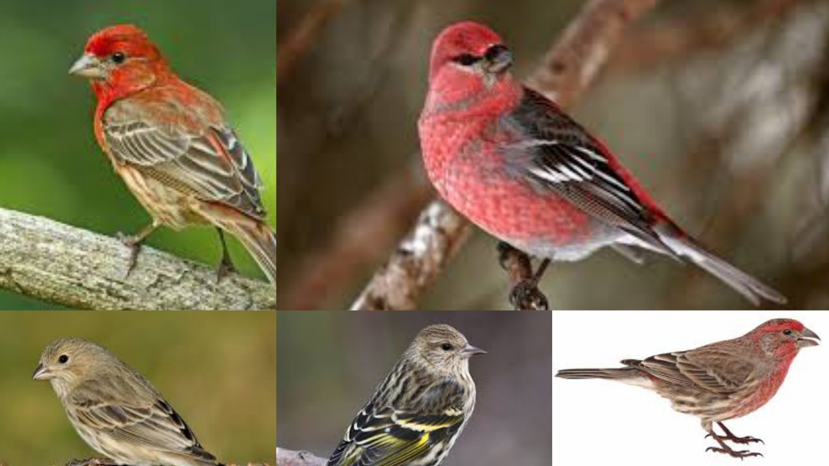 7 Types Of Finches In Texas - Texas Today