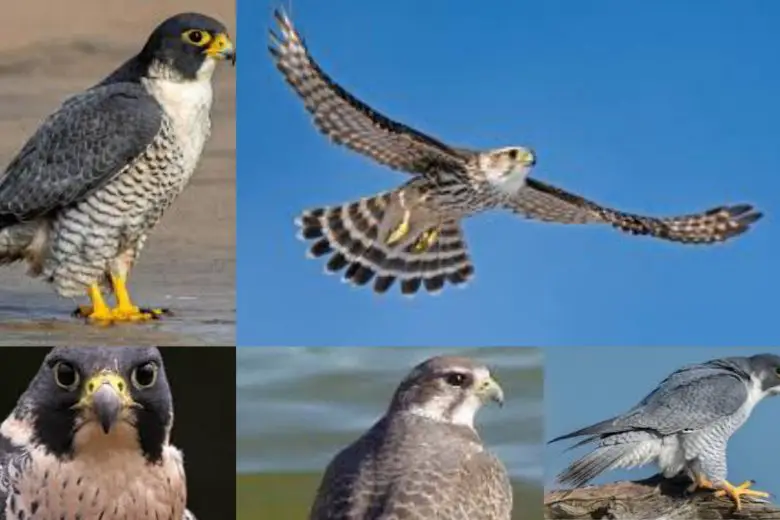 Types Of Falcons In Texas