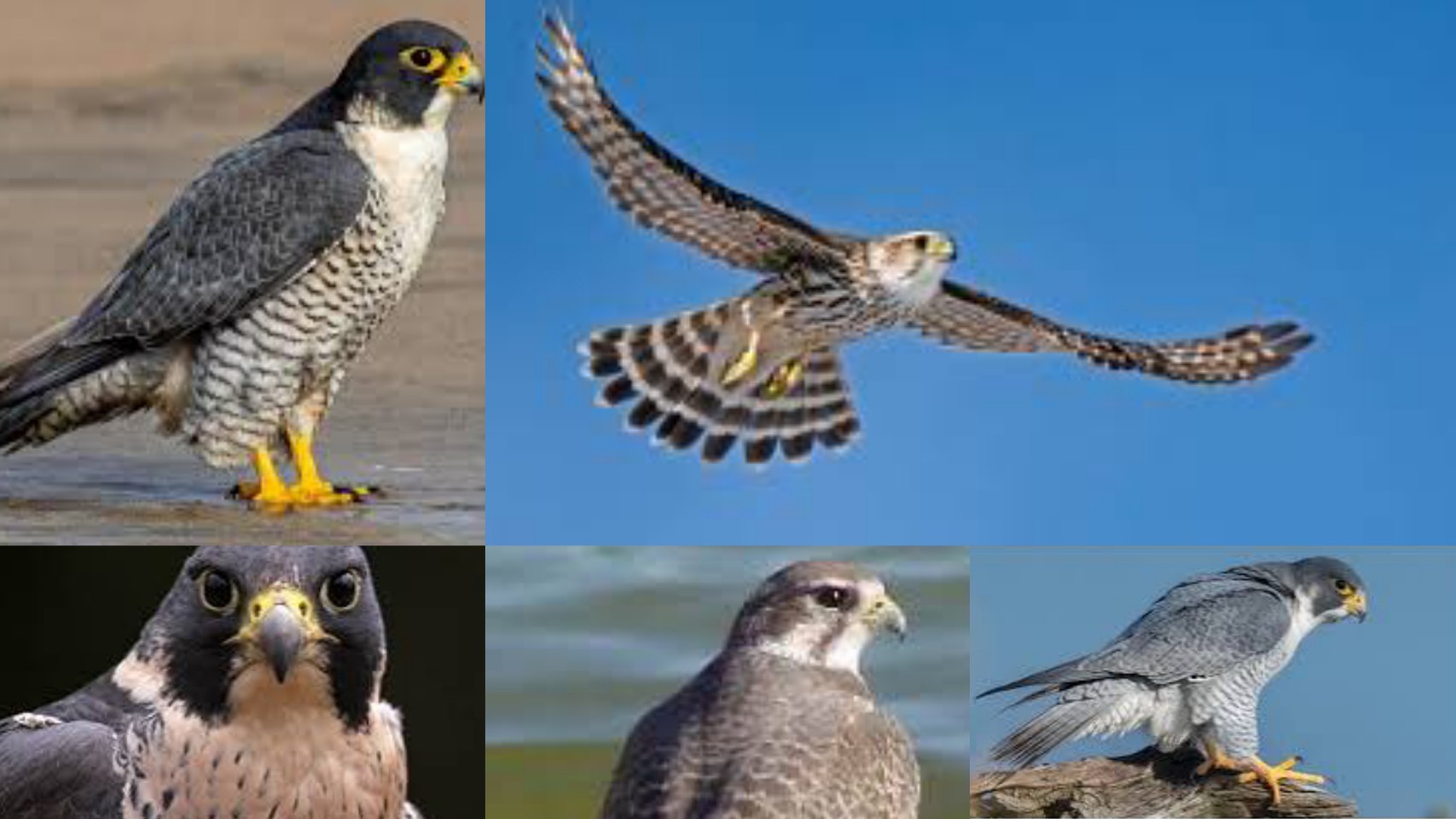 5 Types Of Falcons In Texas - Texas Today