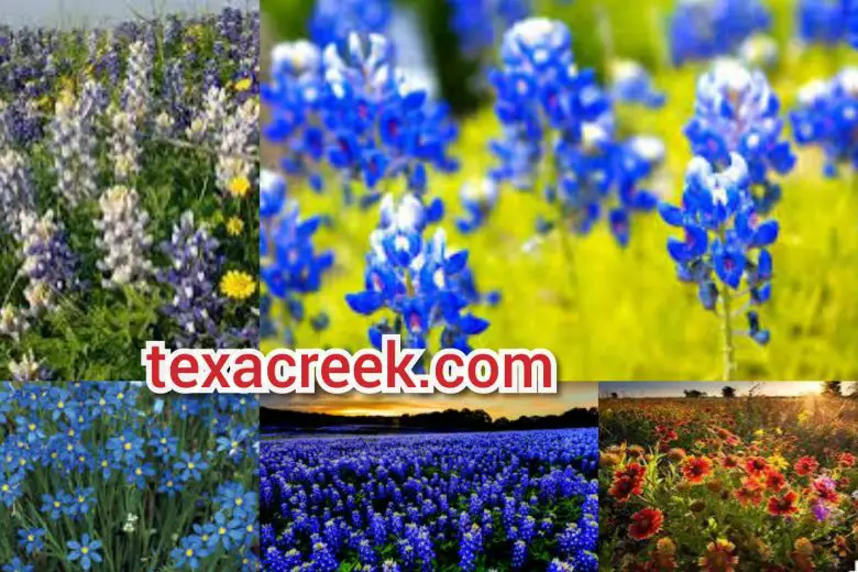 Types Of Flowers In Texas