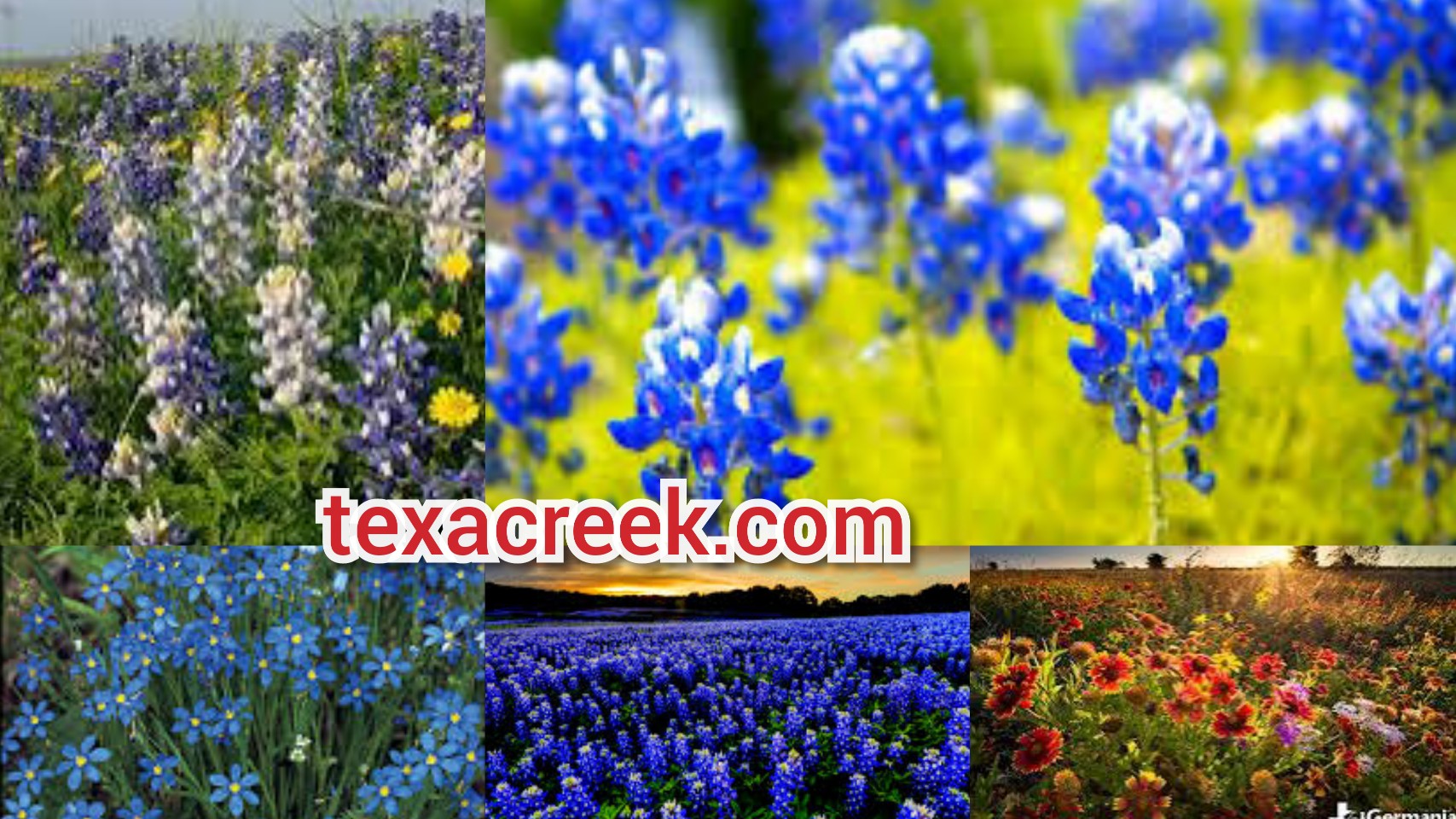 7 Types Of Flowers In Texas Texas Today