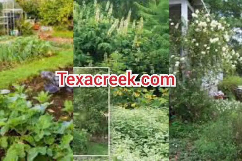 A Guide to Creating a Sustainable Garden in Texas