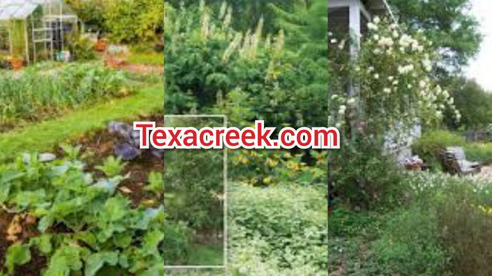 A Guide to Creating a Sustainable Garden in Texas Texas Today