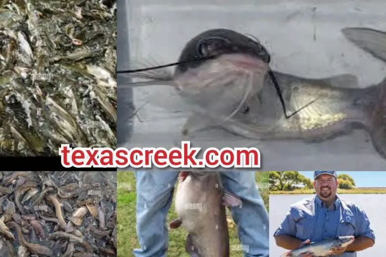 How To Start Catfish Farming In Texas Step By Step