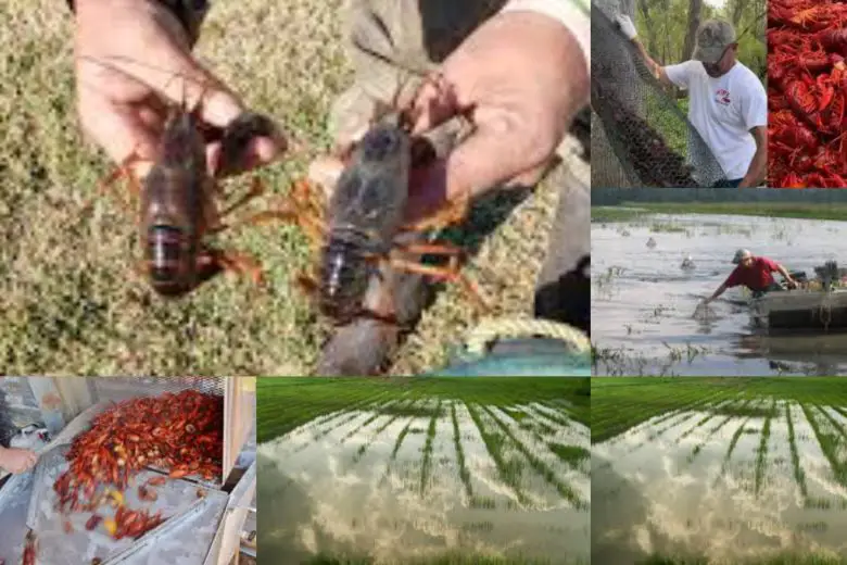 How To Start Crawfish Farming In Texas