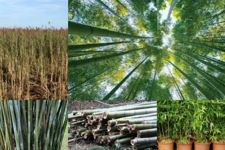 How To Start Bamboo Farming In Texas