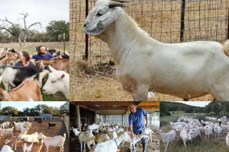 Goat Farming in Texas