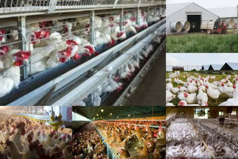 Top 10 Biggest Poultry Farm In Texas
