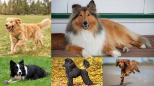 Smartest Dog Breeds Thriving in Texas