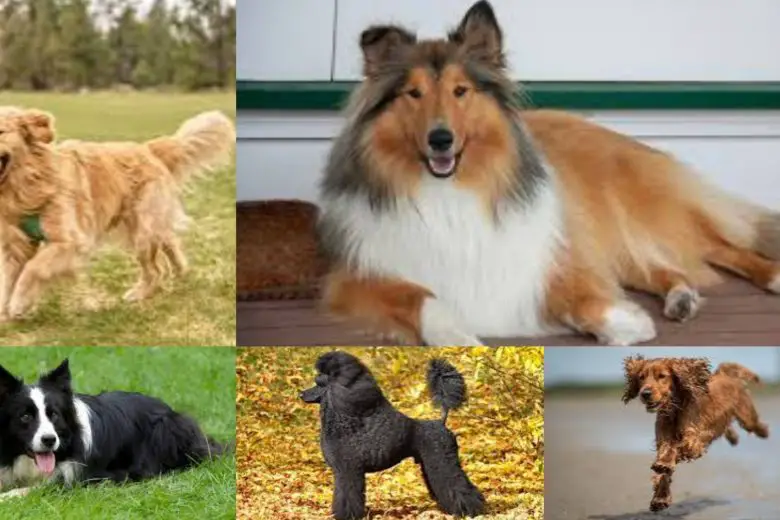 Smartest Dog Breeds Thriving in Texas